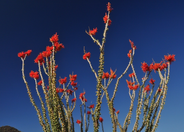 ocotilla